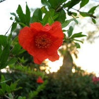 pomegranatebloom