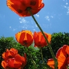 poppies2