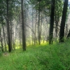 trees